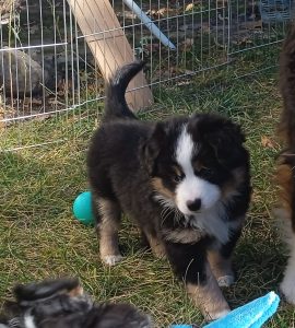Sankta-1-Castel-Despago-elevage-chiots-berger-americain-alpes-maritimes-06