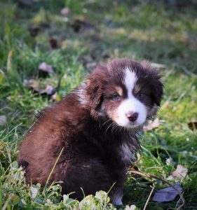 Secret-1-Castel-Despago-elevage-chiots-berger-americain-alpes-maritimes-06