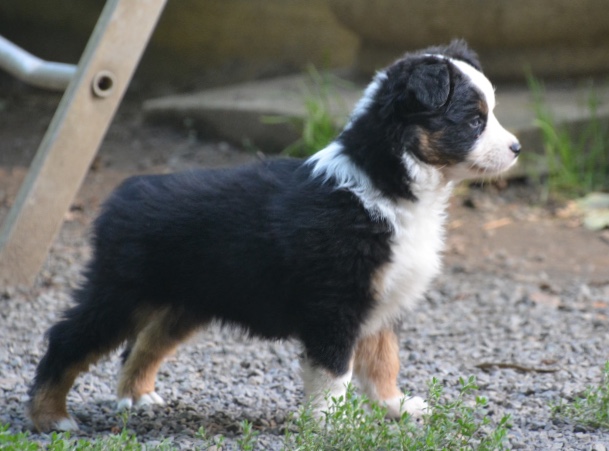 Naya-1-Castel-Despago-elevage-chiots-berger-americain-alpes-maritimes-06