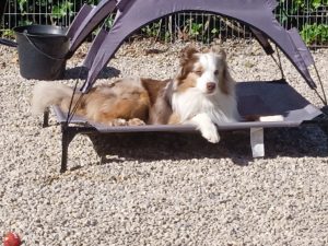 Polka-8-Castel-Despago-elevage-chiots-berger-americain-alpes-maritimes-06