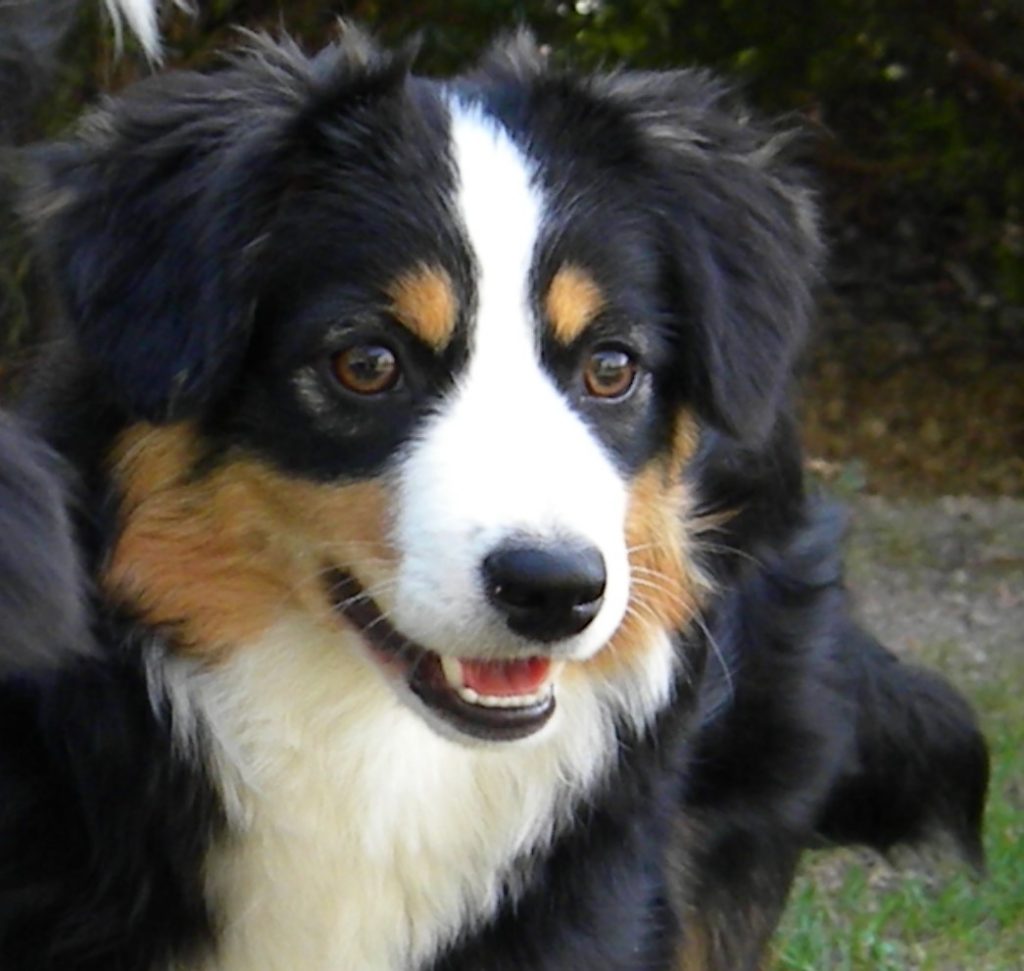 Sankta-6-Castel-Despago-elevage-chiots-berger-americain-alpes-maritimes-06