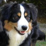 Sankta-6-Castel-Despago-elevage-chiots-berger-americain-alpes-maritimes-06