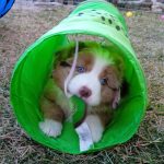 Castel-Despago-elevage-chiens-berger-americain-alpes-maritimes-06