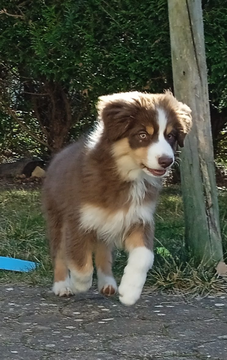 Berger-americain-miniature-rouge-tricolore