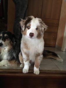 Polka-1-Castel-Despago-elevage-chiots-berger-americain-alpes-maritimes-06