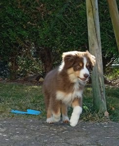 Secret-2-Castel-Despago-elevage-chiots-berger-americain-alpes-maritimes-06
