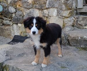 Sankta-2-Castel-Despago-elevage-chiots-berger-americain-alpes-maritimes-06