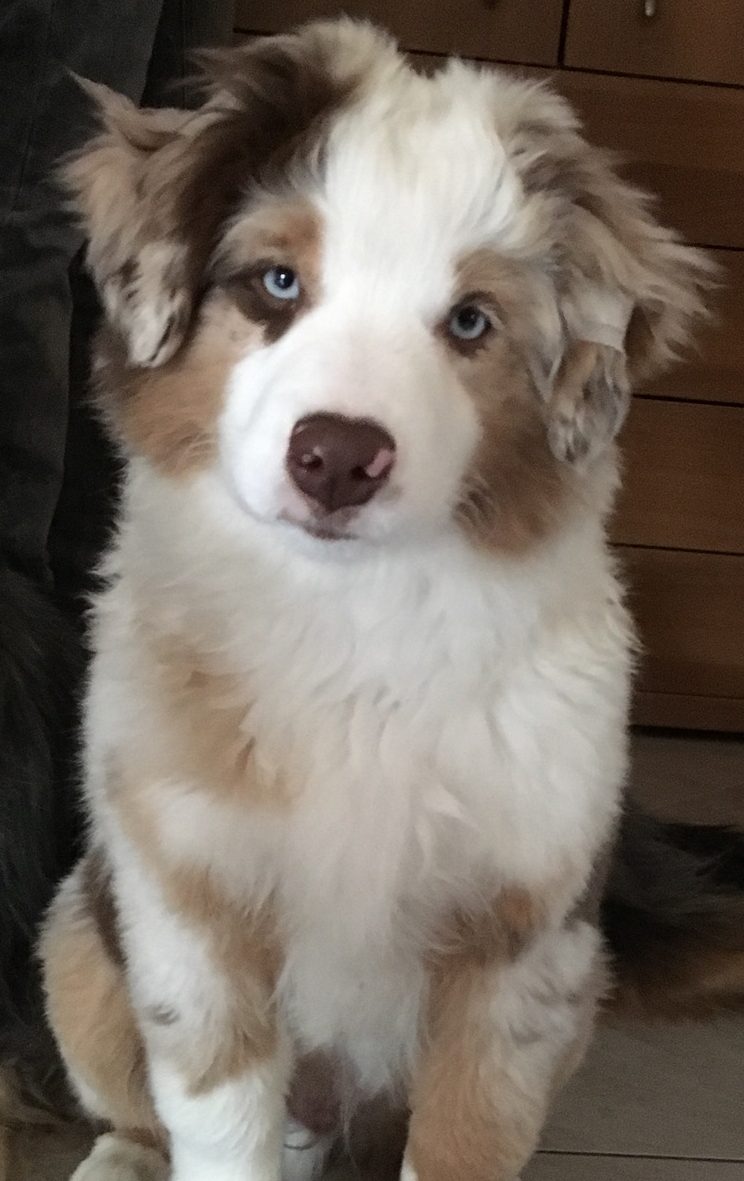 Berger-americain-miniature-rouge-merle