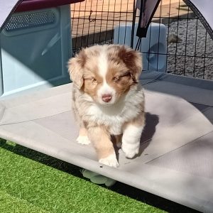 Castel-Despago-elevage-chiens-berger-americain-alpes-maritimes-06