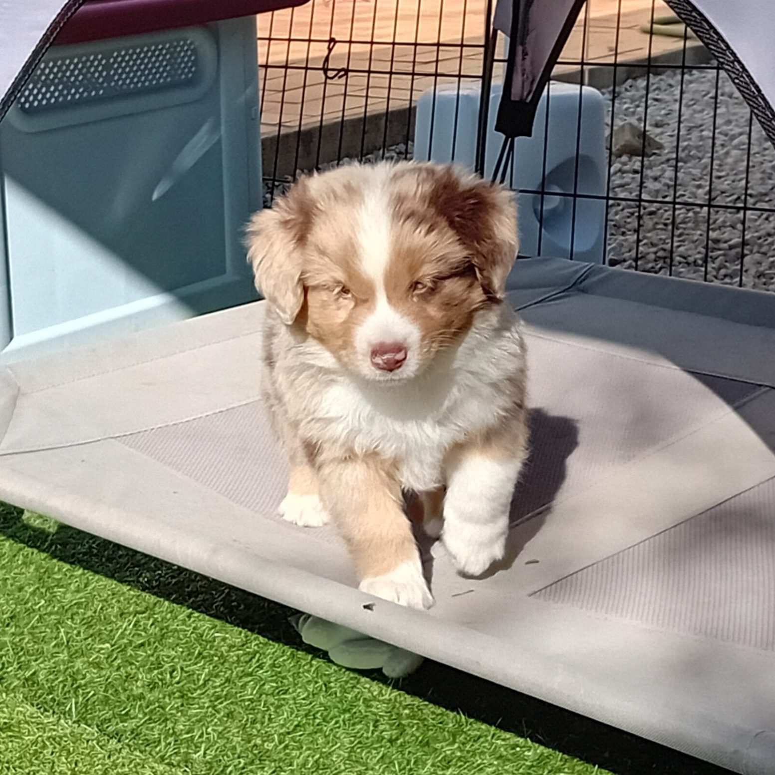 Castel-Despago-elevage-chiens-berger-americain-alpes-maritimes-06
