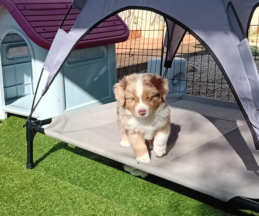chiot berger américain miniature rouge merle