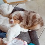 comment accueil son chiot
