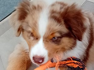 Up-town-2-Castel-Despago-elevage-chiots-berger-americain-alpes-maritimes-06