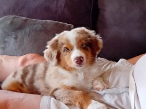 Up-town-4-Castel-Despago-elevage-chiots-berger-americain-alpes-maritimes-06