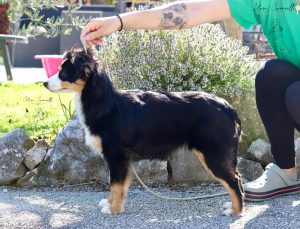 Sankta-3-Castel-Despago-elevage-chiots-berger-americain-alpes-maritimes-06