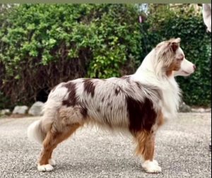 Polka-2-Castel-Despago-elevage-chiots-berger-americain-alpes-maritimes-06