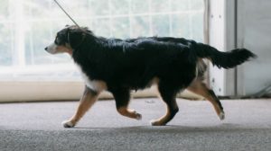Sankta-4-Castel-Despago-elevage-chiots-berger-americain-alpes-maritimes-06