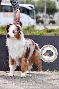 Polka-3-Castel-Despago-elevage-chiots-berger-americain-alpes-maritimes-06