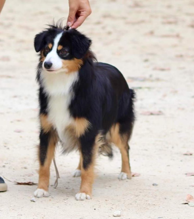 Berger-americain-miniature-noir-tricolore