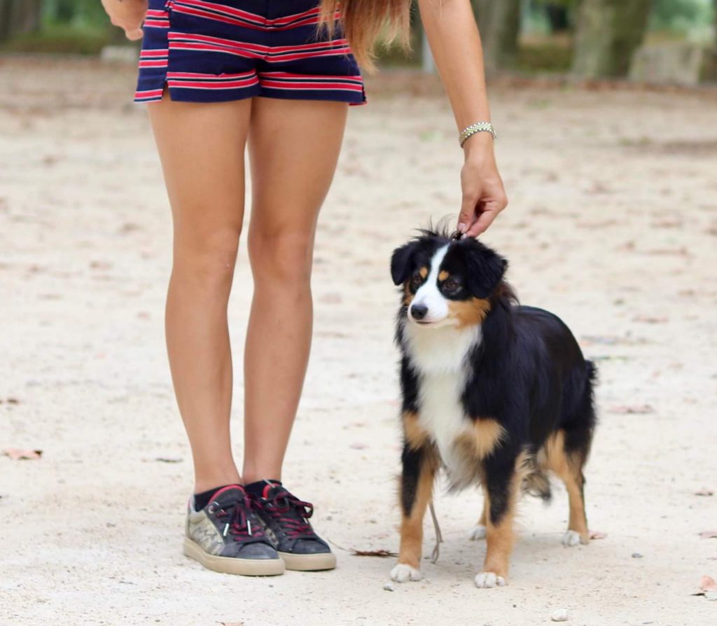 Sankta-5-Castel-Despago-elevage-chiots-berger-americain-alpes-maritimes-06