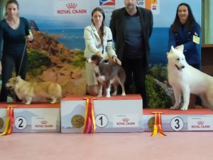Secret-4-Castel-Despago-elevage-chiots-berger-americain-alpes-maritimes-06