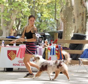 Polka-5-Castel-Despago-elevage-chiots-berger-americain-alpes-maritimes-06