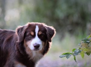 Secret-5-Castel-Despago-elevage-chiots-berger-americain-alpes-maritimes-06