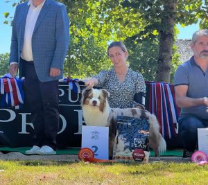 Polka-6-Castel-Despago-elevage-chiots-berger-americain-alpes-maritimes-06