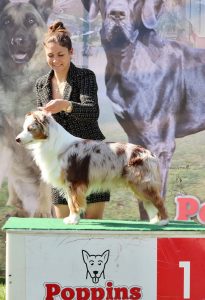 Polka-7-Castel-Despago-elevage-chiots-berger-americain-alpes-maritimes-06