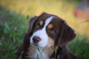 Secret-6-Castel-Despago-elevage-chiots-berger-americain-alpes-maritimes-06