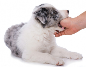 mordillement chez le chiot