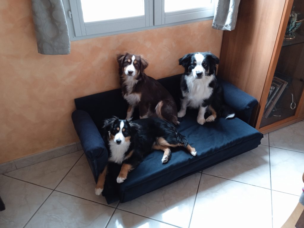 bergers américains miniatures du Castel d'espago