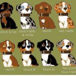 les couleurs de robe du berger américain miniature