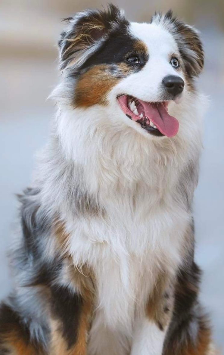 Berger-americain-miniature-bleu-merle