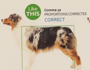 standard du berger américain miniature en image