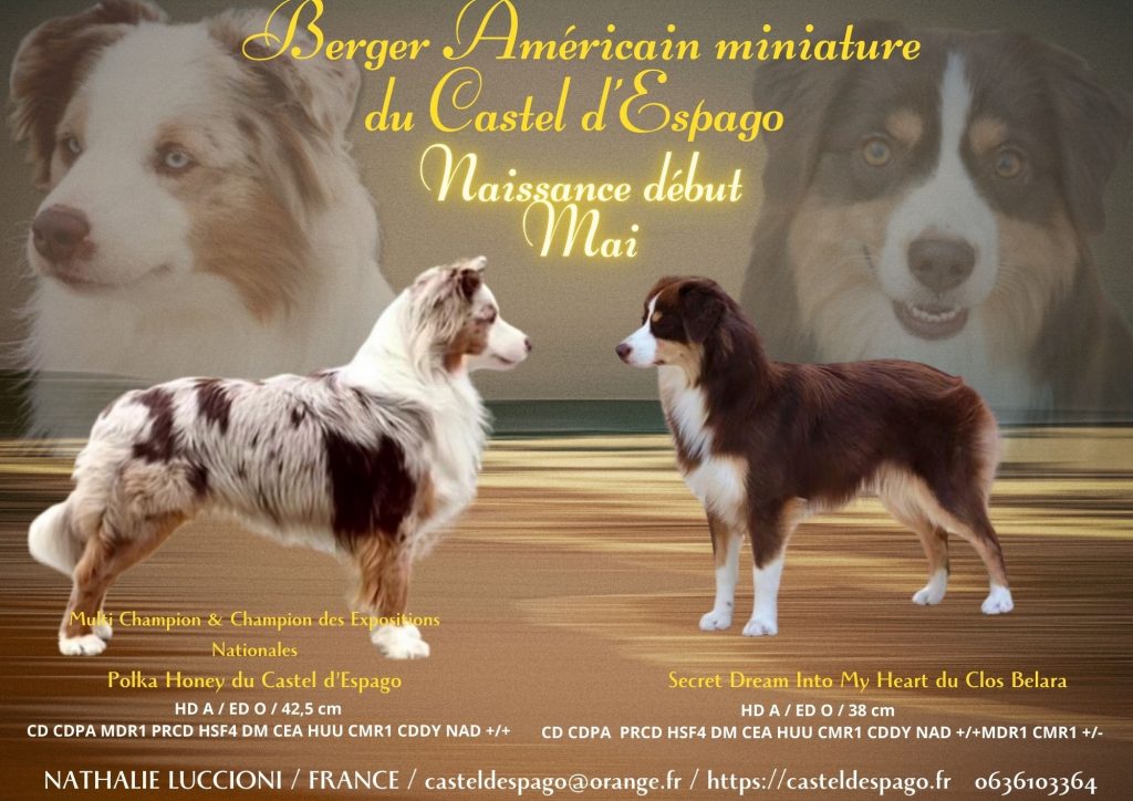mariage Polka et Secret -bergers américains miniatures