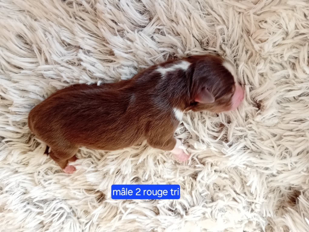 male 2 rouge tri