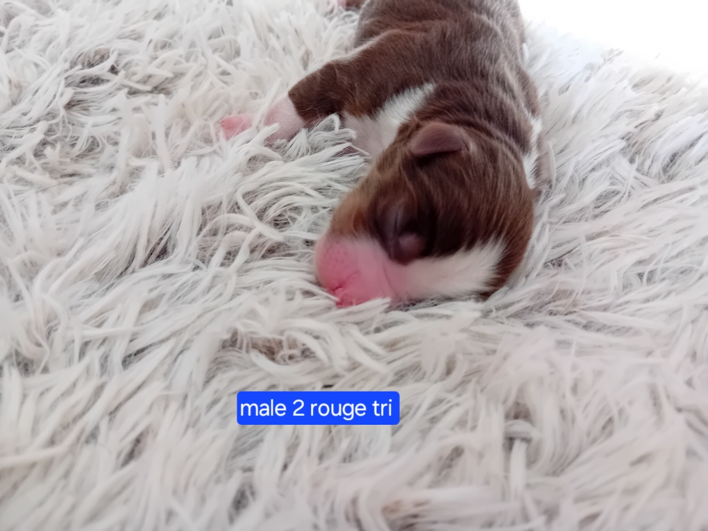 male 2 rouge tri