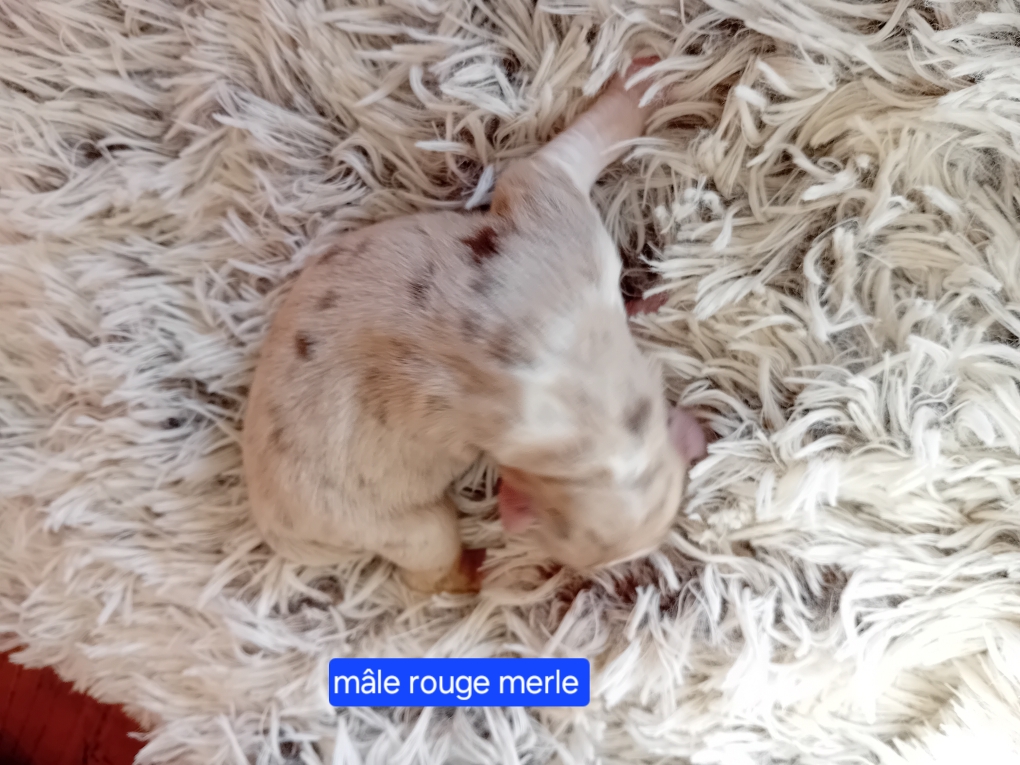 mâle rouge merle