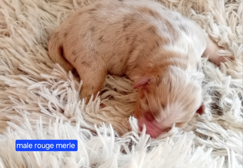 mâle rouge merle