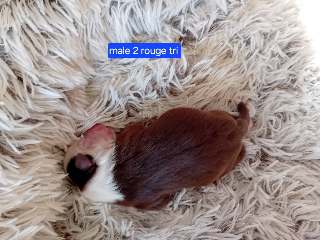 male 2 rouge tri