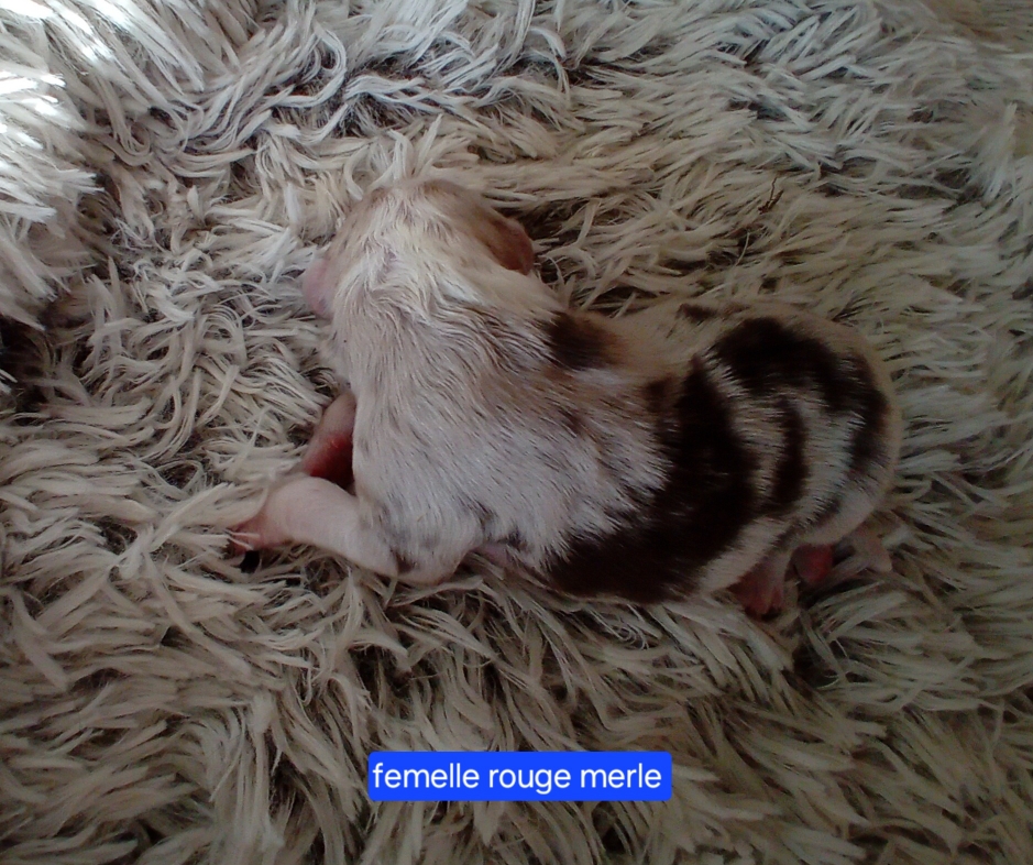 femelle rouge merle