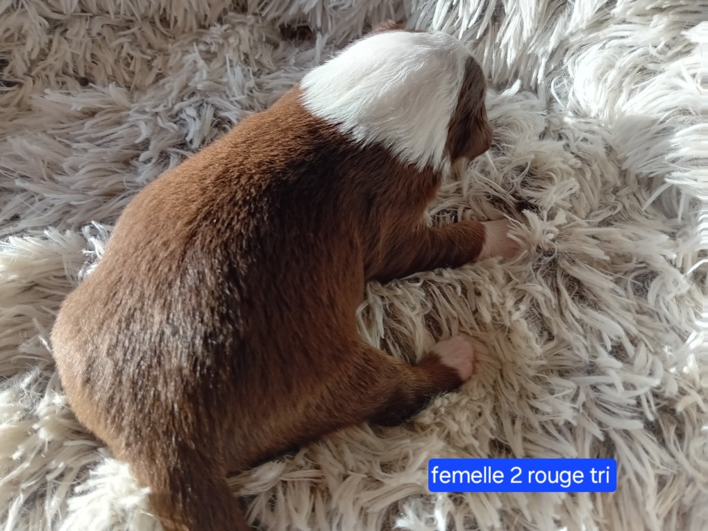 femelle 2 rouge tri