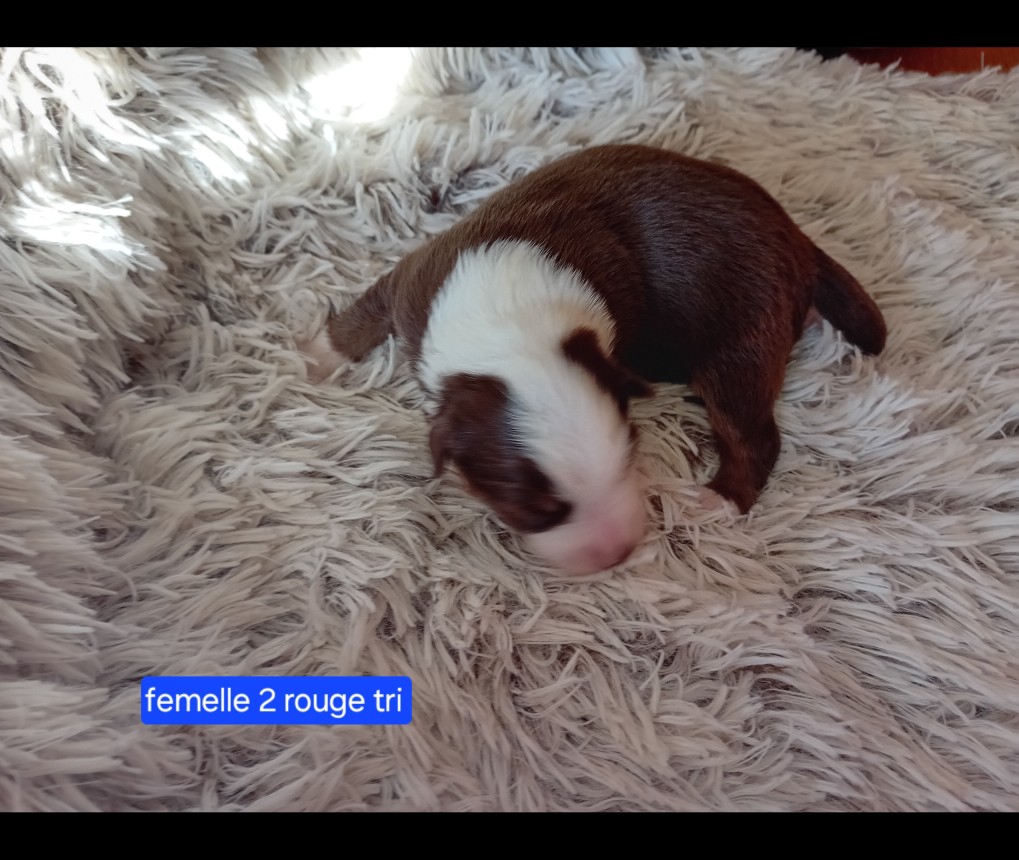 femelle 2 rouge tri