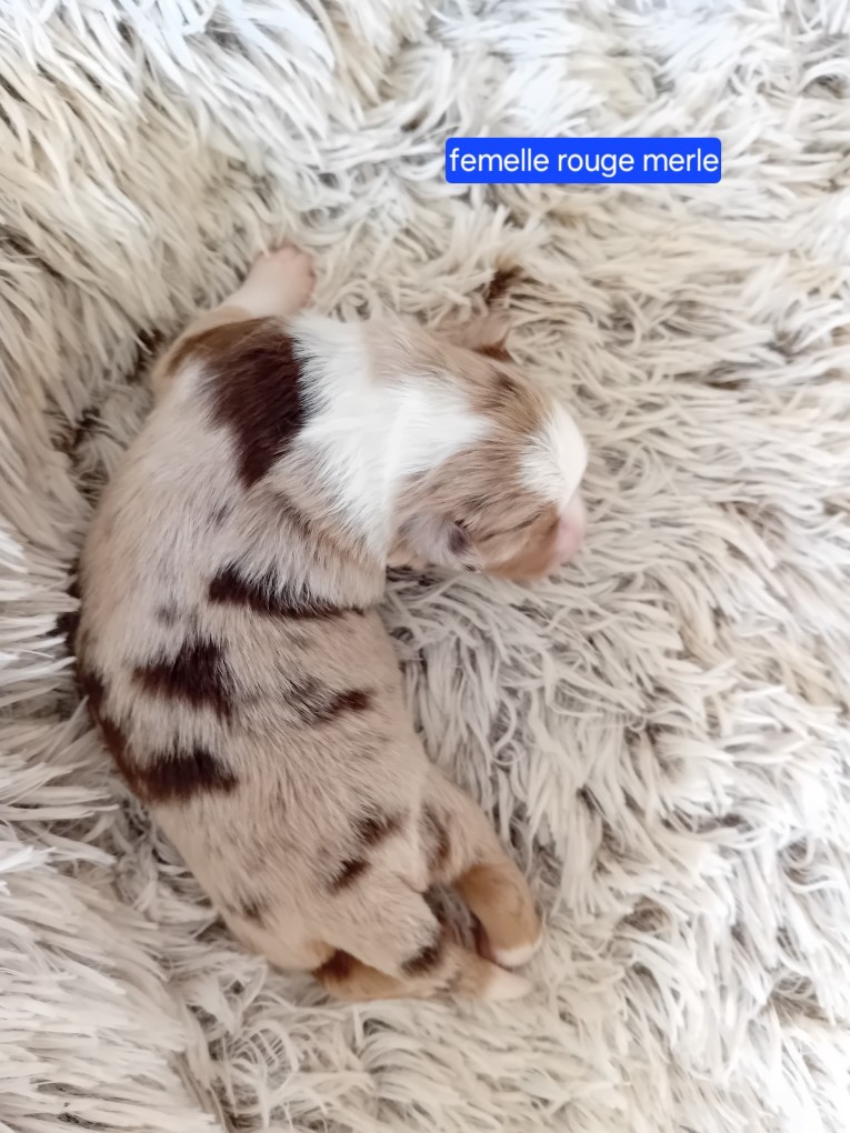 femelle rouge merle