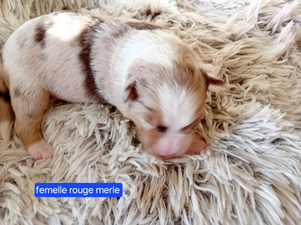 femelle rouge merle
