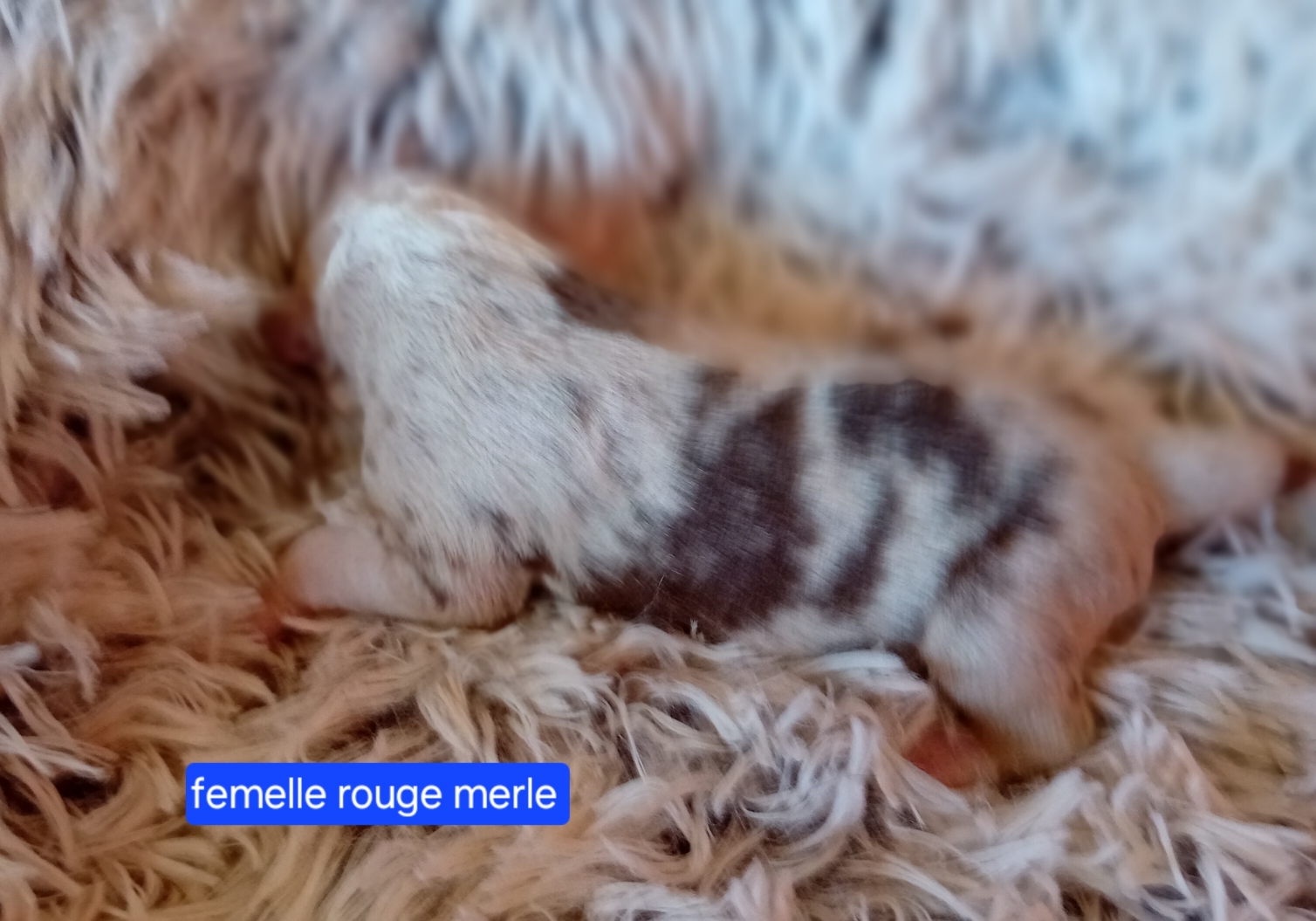 femelle rouge merle
