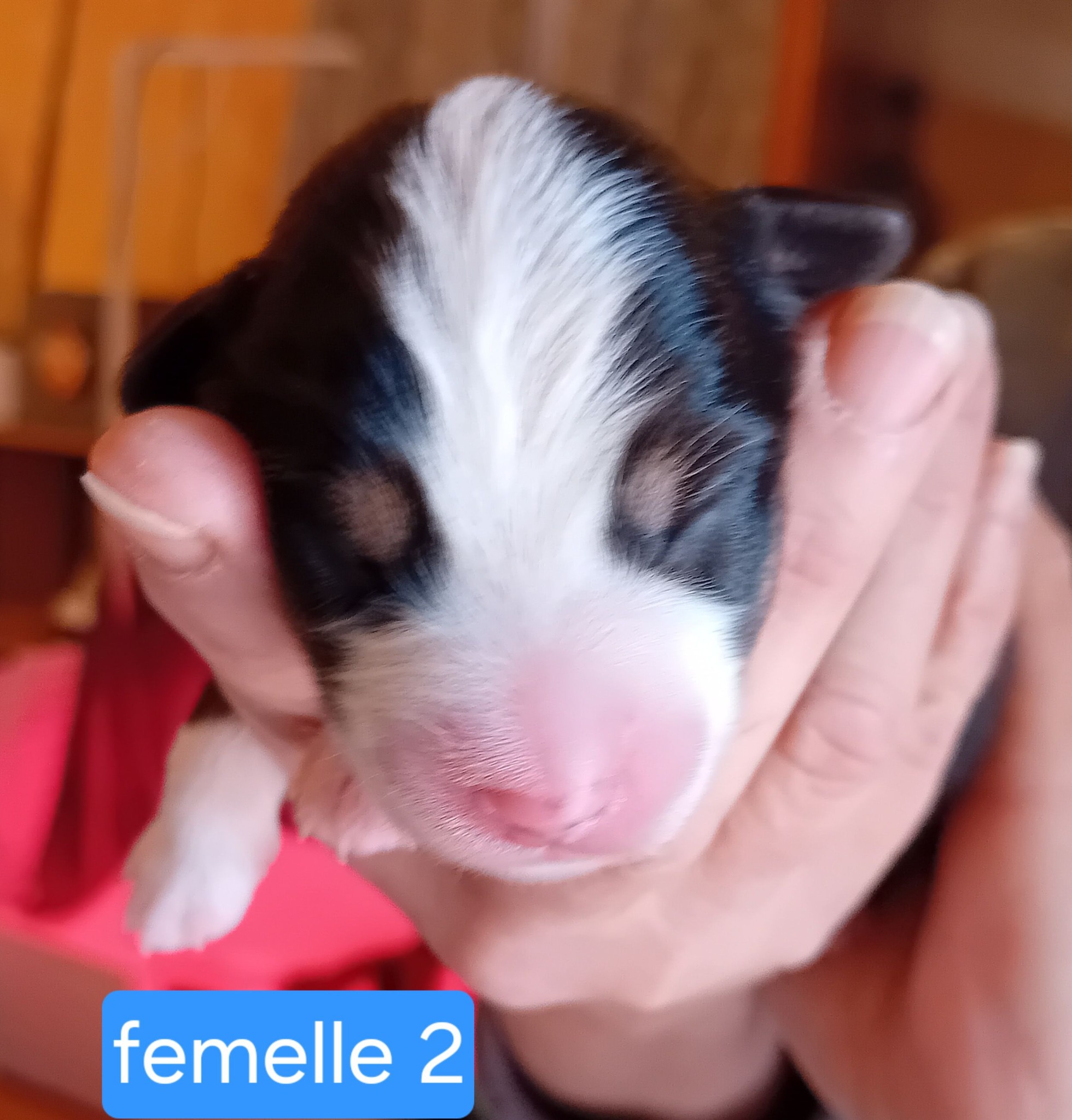 569030105_1559383411750862_907844809444626995_n